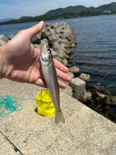 シロギスの釣果