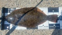 ヒラメの釣果