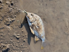 キビレの釣果