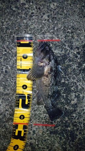 クロソイの釣果