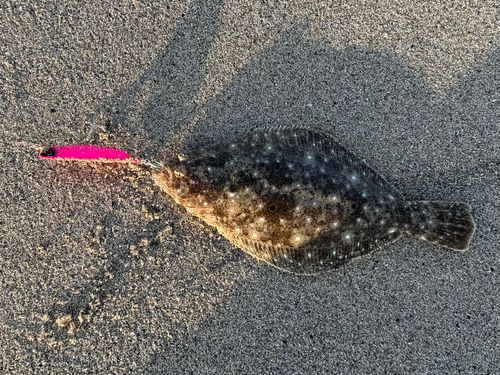ソゲの釣果