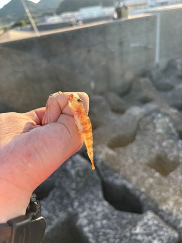 イトヒキハゼの釣果