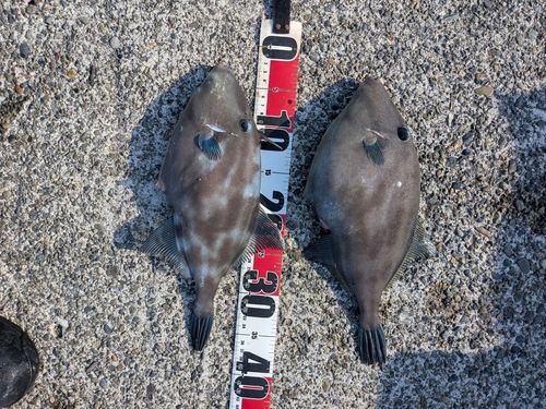 ウマヅラハギの釣果