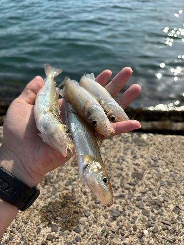 シロギスの釣果
