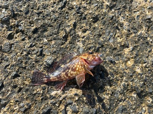 カサゴの釣果