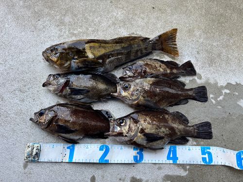 メバルの釣果