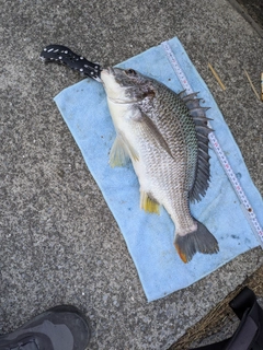 キビレの釣果