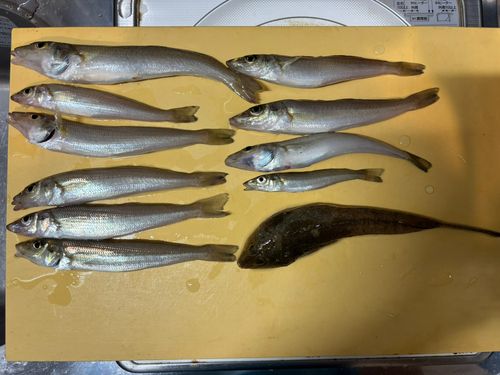 ネズミゴチの釣果