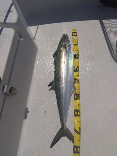 サワラの釣果