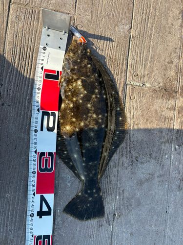 ヒラメの釣果
