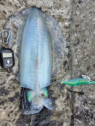 アオリイカの釣果