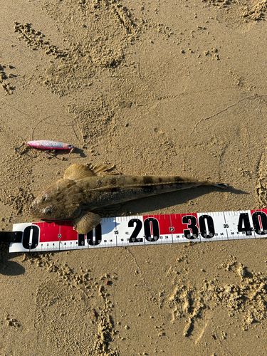 マゴチの釣果