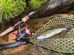 ニジマスの釣果