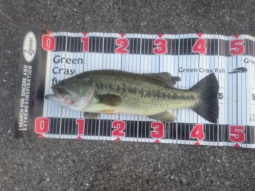 ブラックバスの釣果