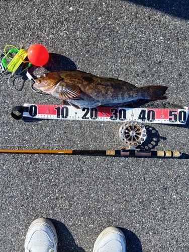 アイナメの釣果