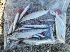 マイワシの釣果