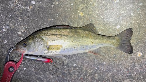 セイゴ（マルスズキ）の釣果
