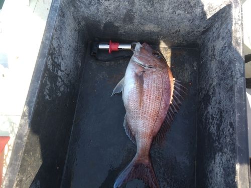 マダイの釣果