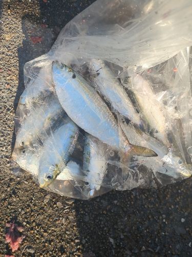 サッパの釣果