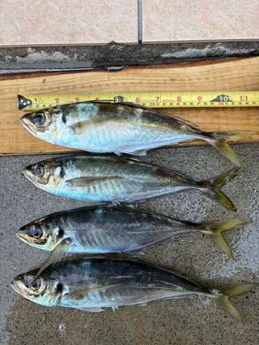 アジの釣果