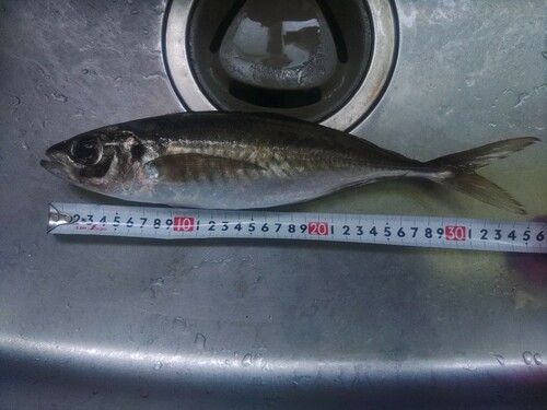 アジの釣果
