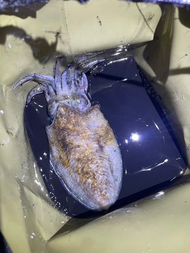 コウイカの釣果