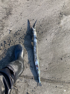 ダツの釣果