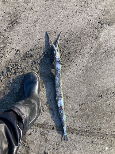 ダツの釣果