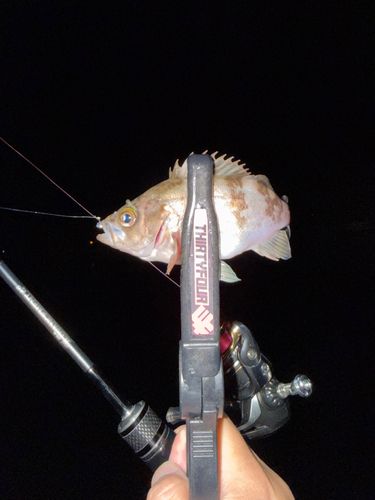 メバルの釣果