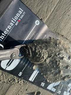 ソゲの釣果