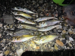 マアジの釣果