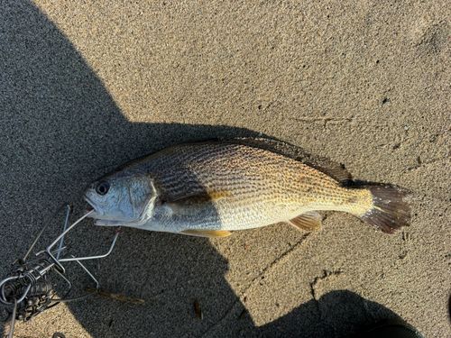 イシモチの釣果