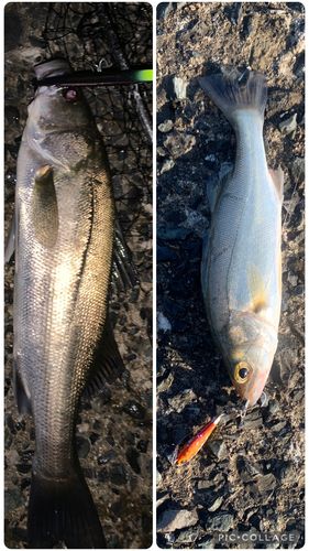 セイゴ（マルスズキ）の釣果
