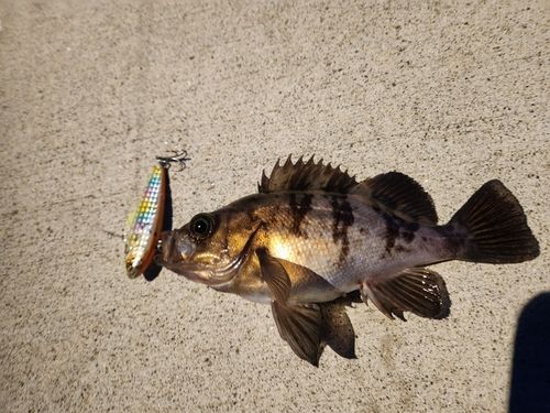 メバルの釣果