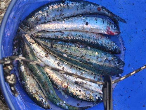 イワシの釣果