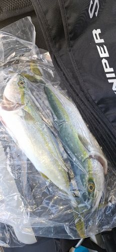 ワカシの釣果