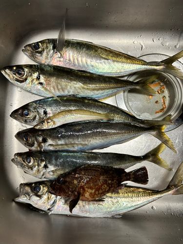 アジの釣果