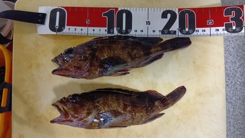 アラカブの釣果