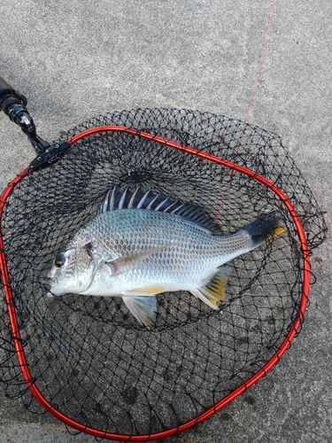 キビレの釣果