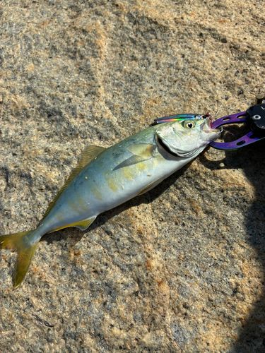 ツバスの釣果