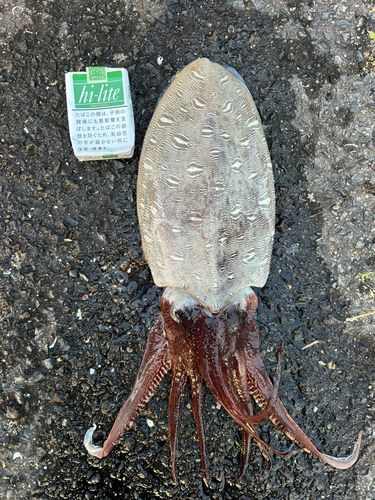 モンゴウイカの釣果