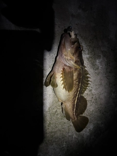 ソイの釣果