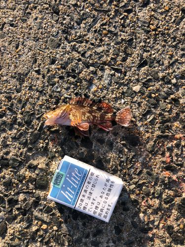 カサゴの釣果