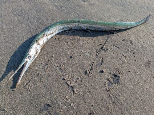 ダツの釣果