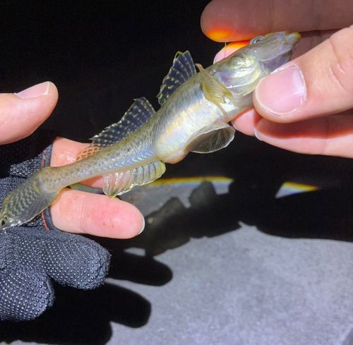 ハゼの釣果