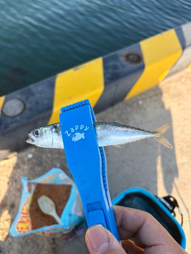 サバの釣果
