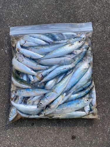 サバの釣果