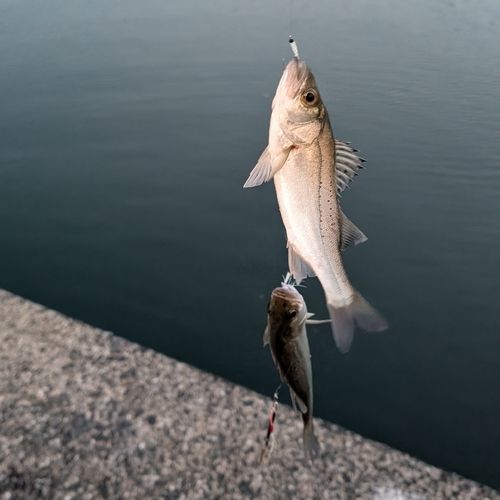 セイゴ（マルスズキ）の釣果