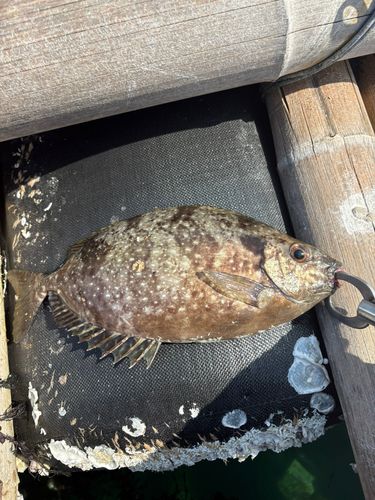 バリの釣果