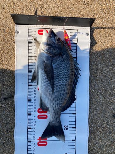 クロダイの釣果